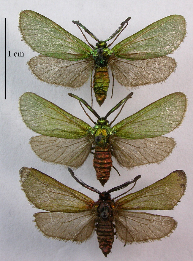 Zygaenidae image